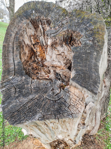 High-Resolution Rotten Tree Stump Cross Section Texture Detail