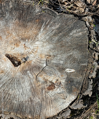 High-Resolution Rotten Tree Stump Cross Section Texture Detail