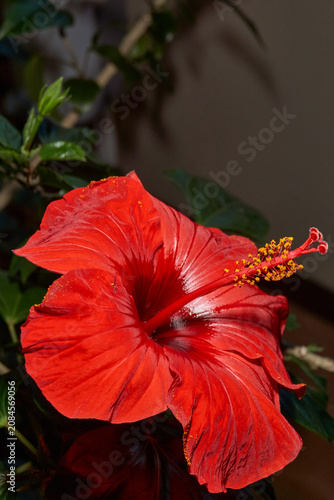 Decorative red hibiscus flower with wavy petals captured in close-up. Detailed macro shot of a red hibiscus flower with wavy petals. Ideal for nature and botanical themes.
