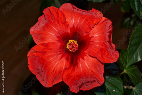 Decorative red hibiscus flower with wavy petals captured in close-up. Detailed macro shot of a red hibiscus flower with wavy petals. Ideal for nature and botanical themes.