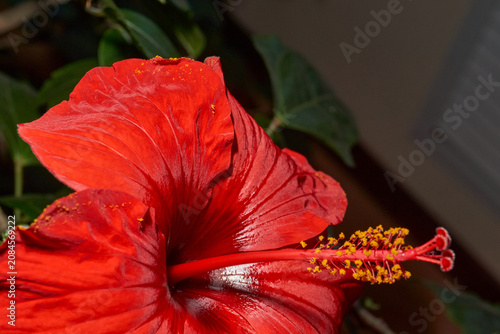 Decorative red hibiscus flower with wavy petals captured in close-up. Detailed macro shot of a red hibiscus flower with wavy petals. Ideal for nature and botanical themes.