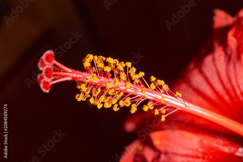 Decorative red hibiscus flower with wavy petals captured in close-up. Detailed macro shot of a red hibiscus flower with wavy petals. Ideal for nature and botanical themes.