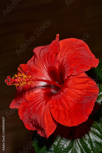 Decorative red hibiscus flower with wavy petals captured in close-up. Detailed macro shot of a red hibiscus flower with wavy petals. Ideal for nature and botanical themes.