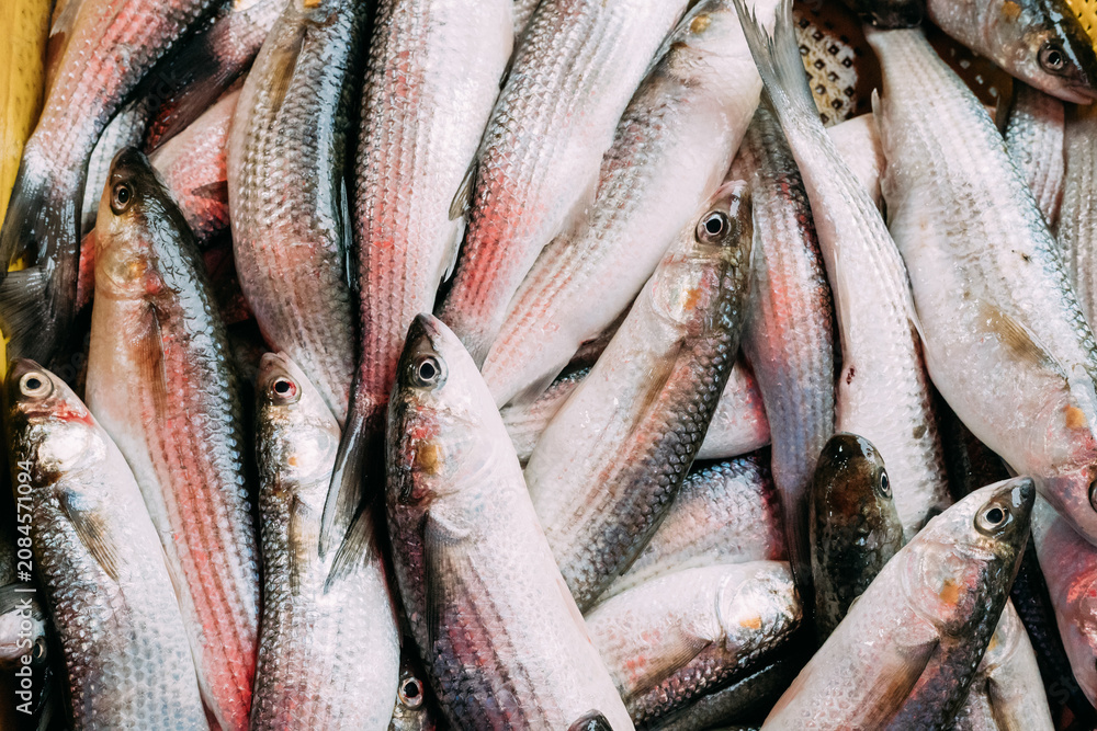 Obraz premium Fresh Mugil On Display On Ice On Fishermen Market Store Shop. Mugil Is A Genus Of Mullet In The Family Mugilidae. Seafood Fish Background