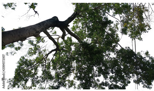 Canvastavla Tree branch, foliage and leaves isolated on black background for design compositions