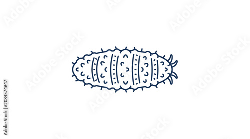 Hand Drawn Sea Cucumber Illustration on White Background