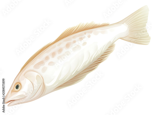 Colorful Fish Illustration Isolated on White Background