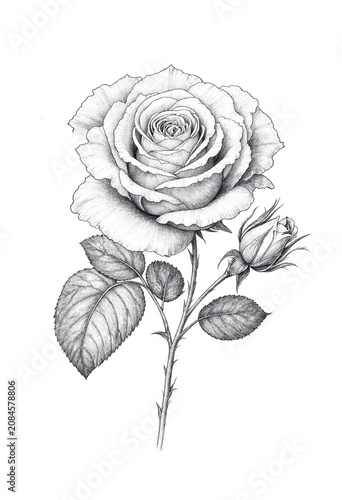 Detailed Pencil Sketch of a Rose and Bud
