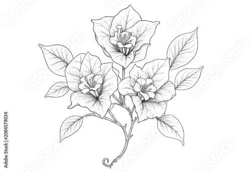 Bougainvillea Sketch with Detailed Leaves and Petals