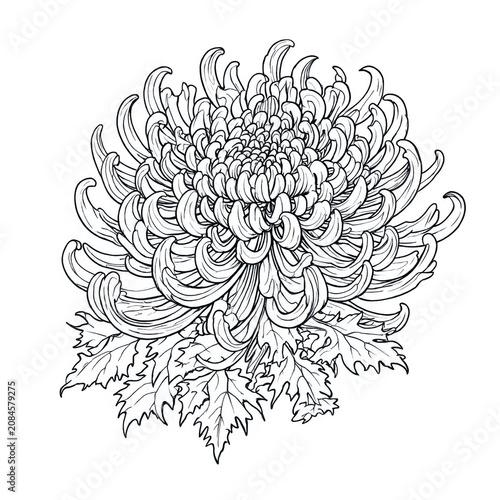 Detailed Line Art of a Chrysanthemum Flower