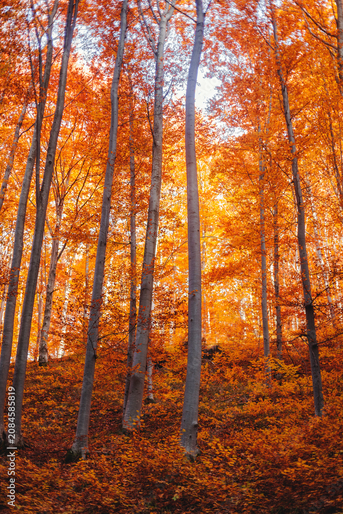 Fototapeta premium Autumn forest with sun rays through orange foliage