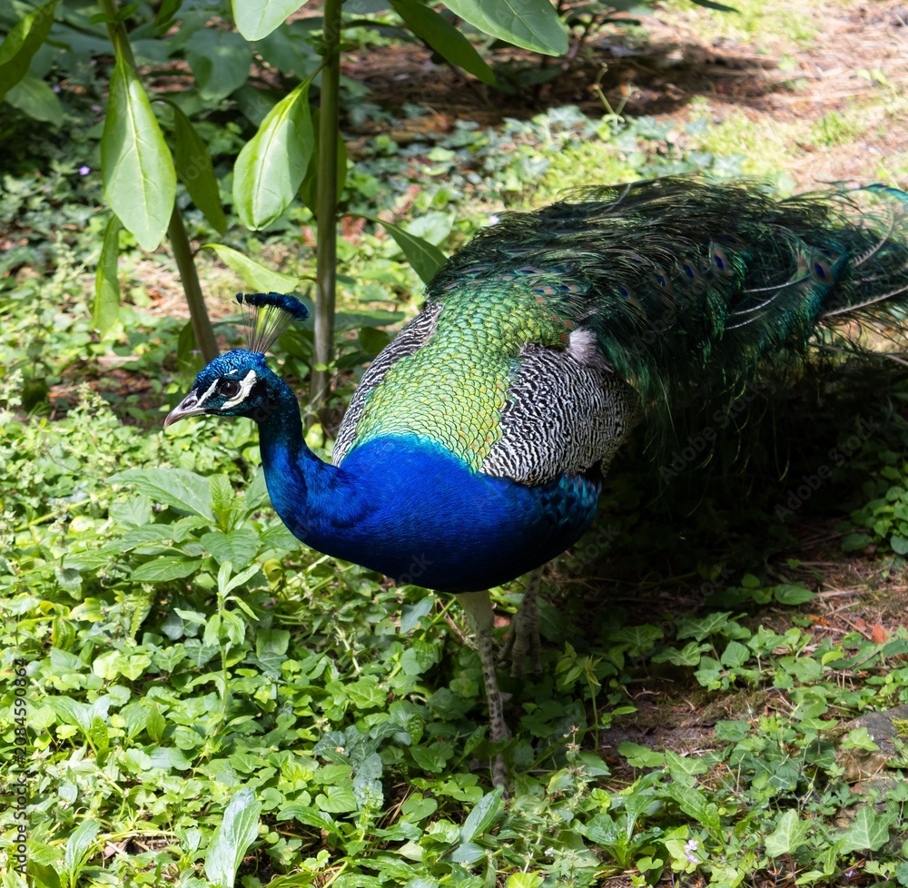 Obraz premium Beautiful male peacock with vibrant blue and green feathers walking in a park