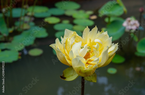 Elegant yellow lotus flower blooming in a tranquil pond