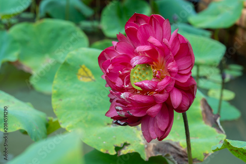 Vibrant pink lotus flower blooming in a serene pond