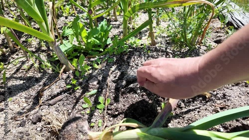 Hand harvesting fresh garlic from a home garden bed, revealing healthy bulbs during the summer harvest in a productive vegetable garden.