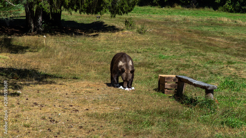 Fotografie Bear foraging for food in green meadow