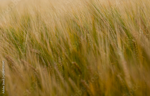 Wheat field in the wind at Happisburgh