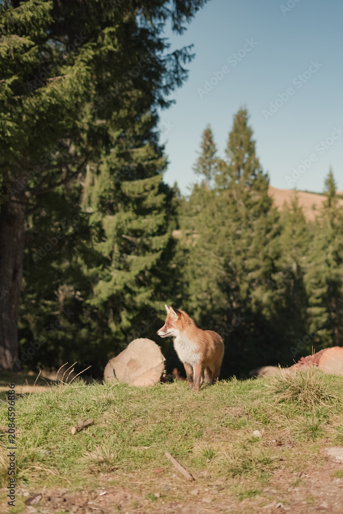 Fototapeta premium Red fox standing on grassy hill in forest
