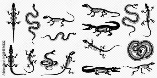 Set of various reptile skeletons including snakes, lizards, and crocodiles on a transparent background.