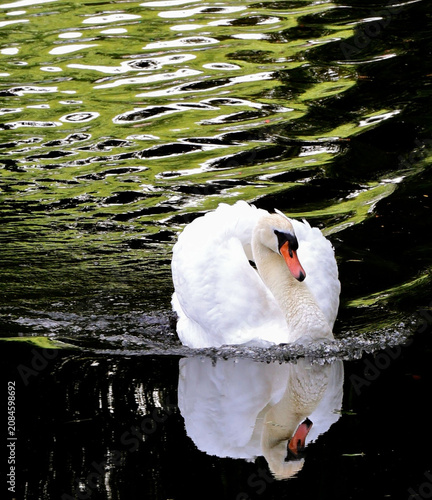 Swan with reflection on the river Yare, Norwich
