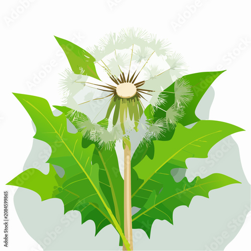 Dandelion plant with white seeds and green serrated leaves.