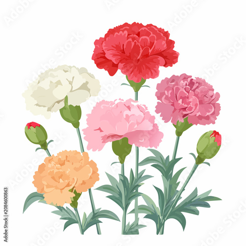 Group of colorful carnation flowers