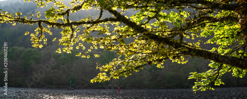 Cuadro en lienzo Spring sunshine at Loch Oich on the Caledonian Canal-Scotland.