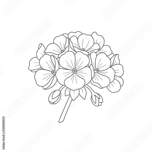 Hand drawn line art illustration of a geranium flower cluster on a white background.