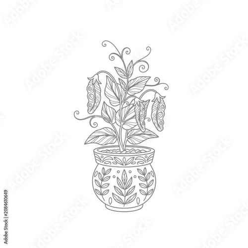 Hand drawn line art illustration of a pea plant with pods growing in a decorative pot.