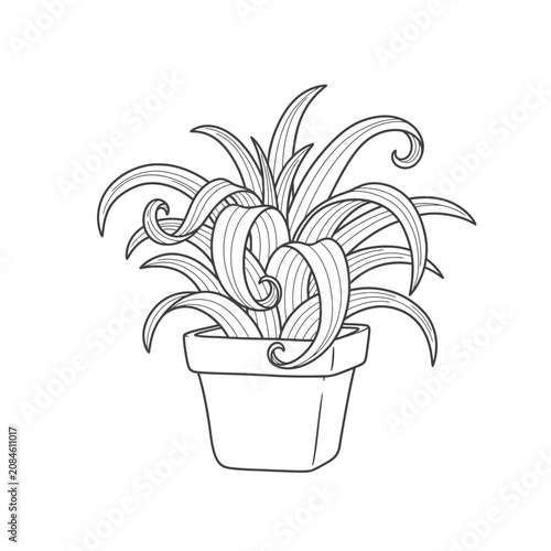 Hand drawn line art illustration of a potted houseplant with curly leaves.