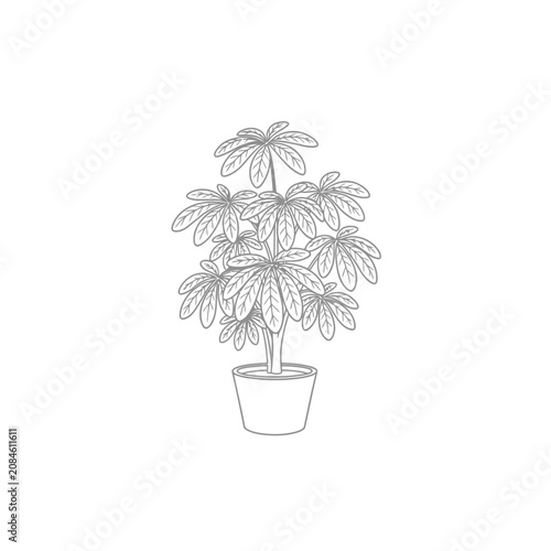 Hand drawn line art illustration of a potted schefflera umbrella plant.