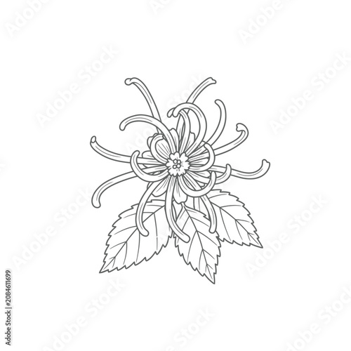 Hand drawn line art illustration of a spider chrysanthemum flower with leaves.