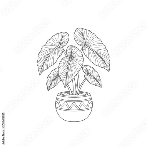 Hand drawn line art illustration of an elephant ear plant in a decorative ceramic pot.