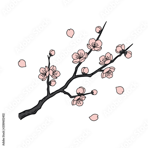 Hand drawn illustration of a blooming cherry blossom branch with pink flowers and falling petals.