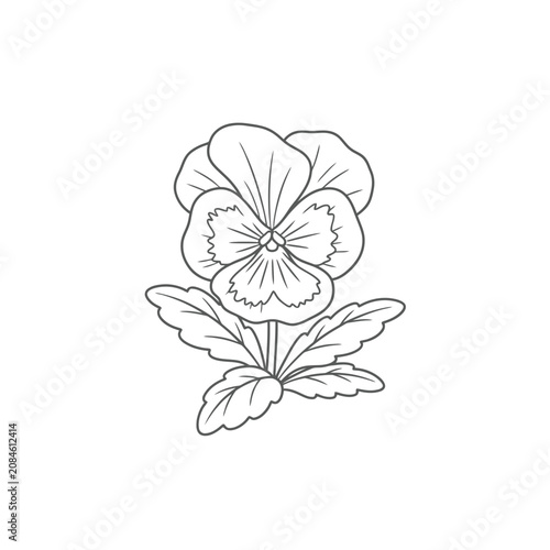 Hand drawn pansy flower line art illustration on a white background.