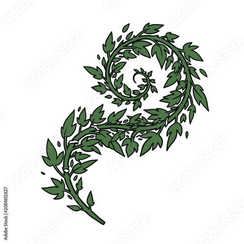 Hand drawn illustration of a green leafy vine curling in a spiral shape isolated on white background.