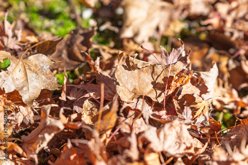 Fotografie Ground covered with dried fallen leaves that evoke the deepening of autumn, text