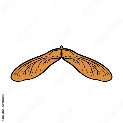 Hand drawn illustration of a maple tree winged seed samara isolated on white background.