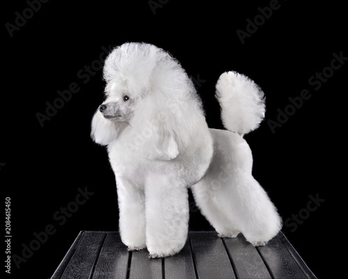 Studio shot of white toy poodle