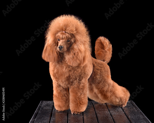 Apricot toy poodle over black background