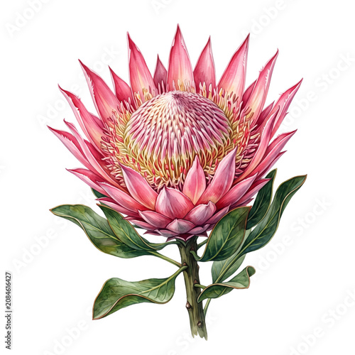 Obraz na plátně Pink Protea Flower Watercolor Botanical Illustration Isolated