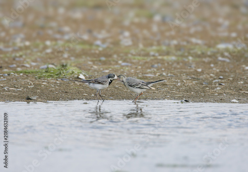 Canvastavla An adult White Wagtail (Motacilla alba) feeds its young fledgling on the muddy shore of a pond