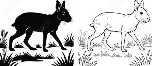 Fotografie Patagonian Mara Animal Walking Through Grass in Two Different Styles for an Elegant Nature Graphic