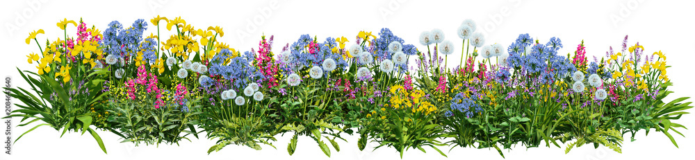 Fototapeta premium Shrubs and flower on a transparent background