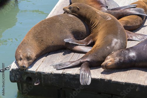 Bild auf Leinwand sea lions in sun