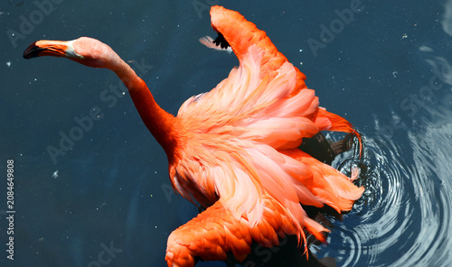 Bild auf Leinwand Flamingos or flamingoes are a type of wading bird, the only genus in the family Phoenicopteridae