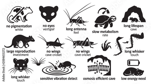 Cave animal adaptations vector icon set for biology and environmental science, depicting unique traits.