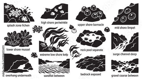 Intertidal zone rocky shore habitats and marine life zones vector illustrations.