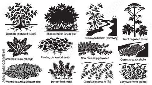 Invasive aquatic plants and river weed species black silhouette vector set.