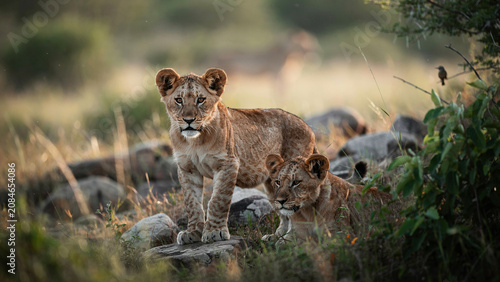 lioness with cub